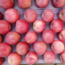 High Quality Red Color Qinguan Apple